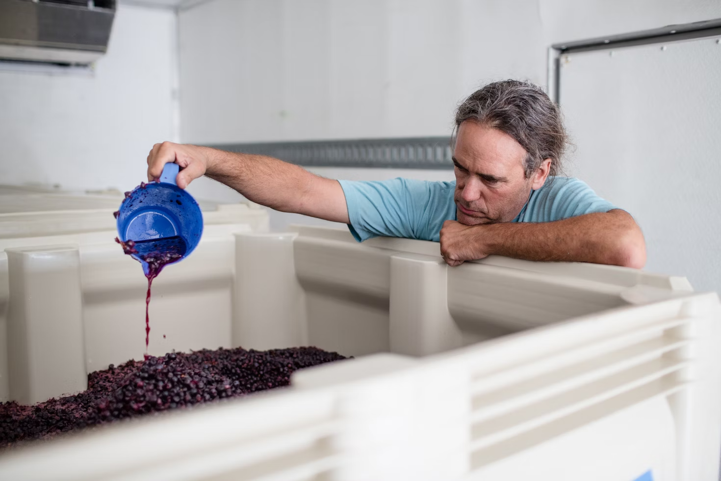 cave de vinification